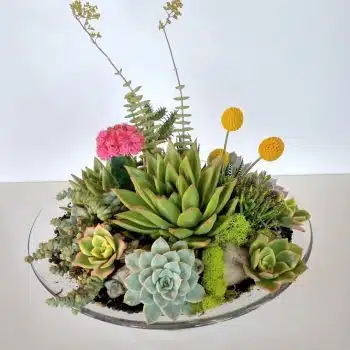 Succulent Dish Garden With Aloes and Cactus