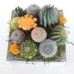Cactus arrangement, green gift.