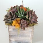 succulent arrangement gift