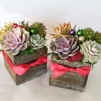 Set of 2 Christmas Succulent Arrangements