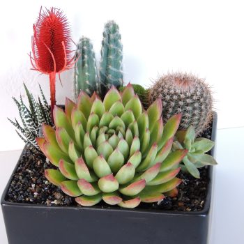 Succulent arrangements