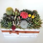 Arrangement made with low light succulents.