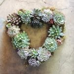 heart shape succulent wreath