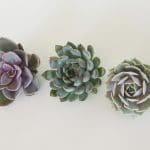 lavendercolor echeveria