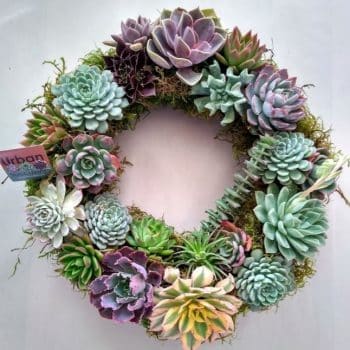Succulent Wreath (24 inch-diameter)