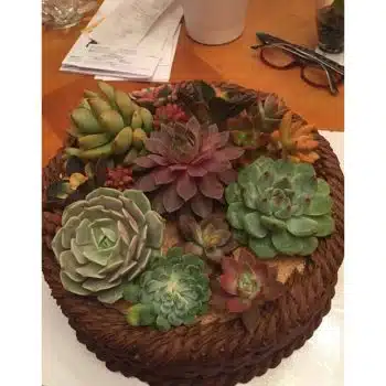 Succulent Cuttings for Cake