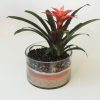 Bromeliad plant in glass cylinder