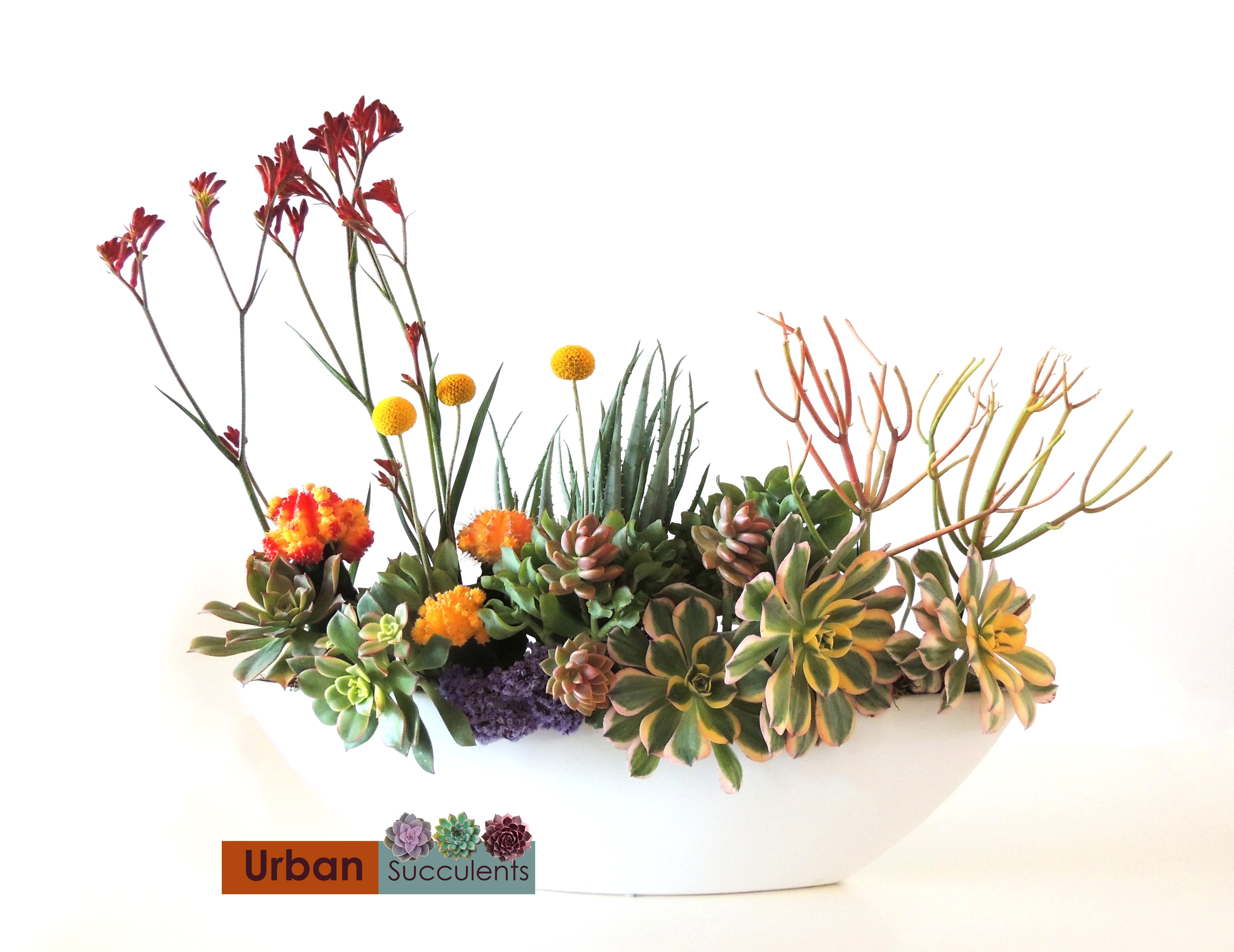 Succulent-arrangement-1840b2