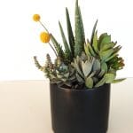 Succulent arrangement with aloe