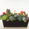 succulents and cacti