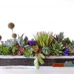 succulent arrangement
