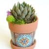 Succulent plant in faux tile terracotta pot.