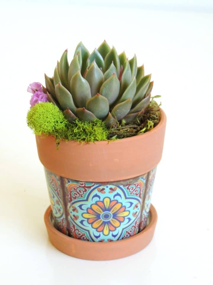 Succulent plant in faux tile terracotta pot.