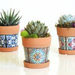 Succulent plant in faux tile terracotta pot.
