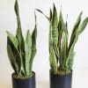 Sansevieria-snake plant