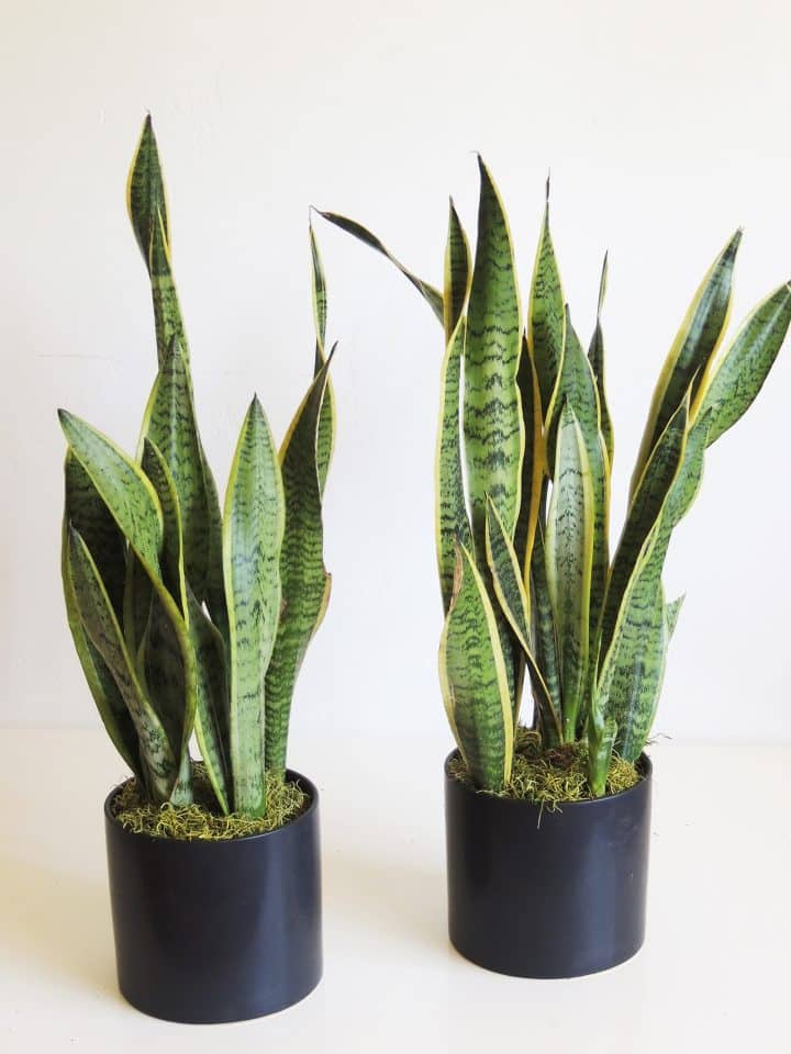 Sansevieria-snake plant