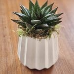 Live plant thank you gift.