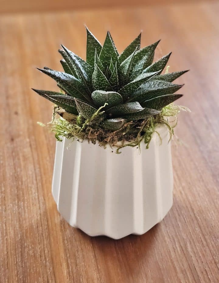 Live plant thank you gift.