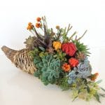succulent cornucopia