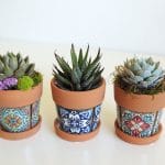 Succulent plant in faux tile terracotta pot.