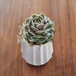 Live plant thank you gift.