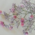 Limonium and clover blooms