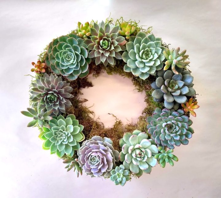 Succulent wreath gift