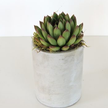 Succulent Echeveria in Cement Container