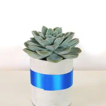 Succulent Echeveria in Cement Container