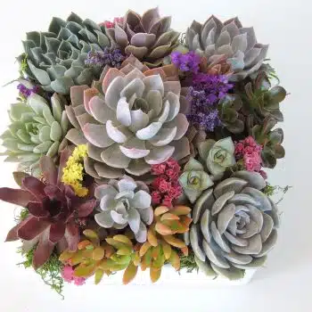 Succulent Garden in 8" x 8" Ceramic Box 8 x 8