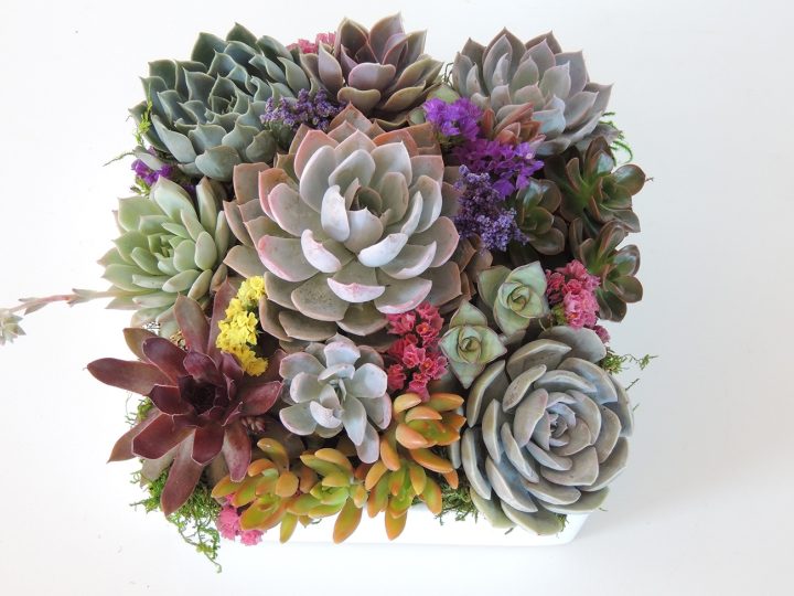 succulent-arrangement-