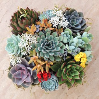 Succulent Garden in 8" x 8" Ceramic Box 8 x 8 (Copy)