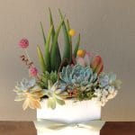 aloe arrangement