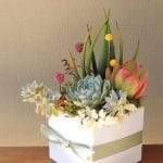 aloe arrangement