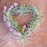 heart with tillandsias