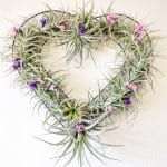 heart with tillandsias