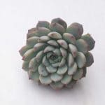 Echeveria minima