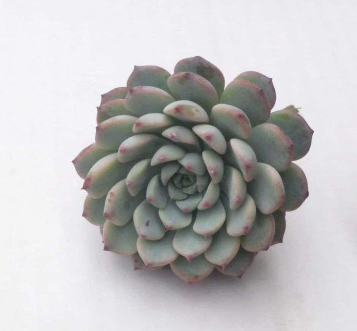 Echeveria minima