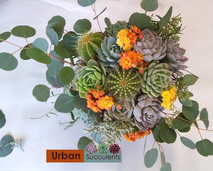 succulents and cacti