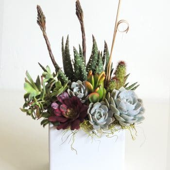 Aloe and Succulents Arrangement Aloes and succulents