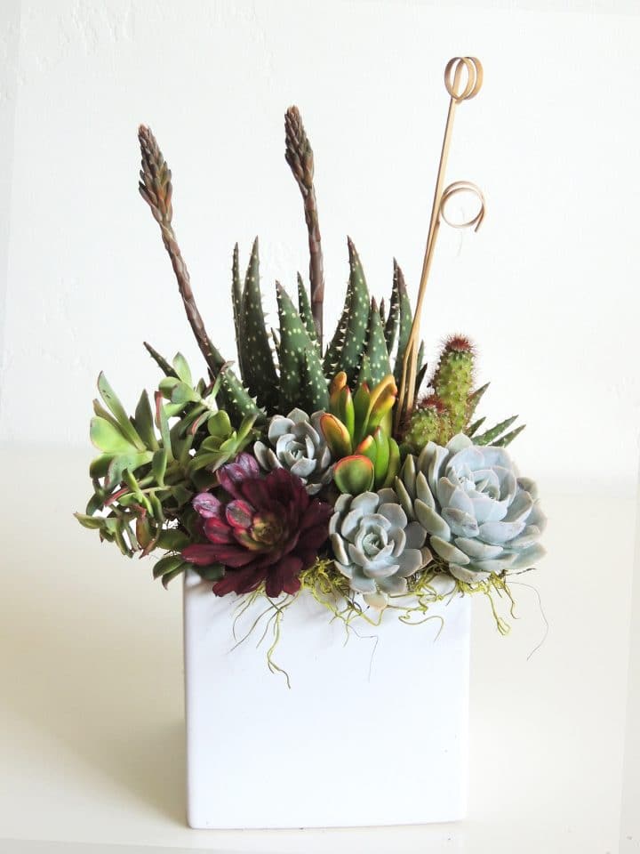 Aloes and succulents