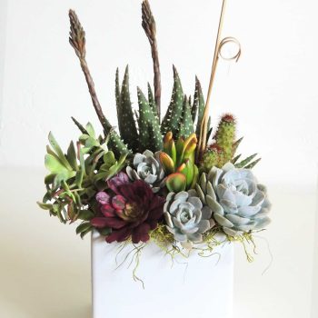 Aloe and Succulents Arrangement