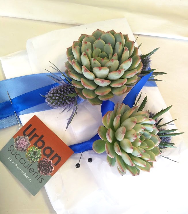 prom succulent corsage with thistle and blue satin ribbon