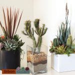 succulent-gifts-indoor-plants-low-light-succulents