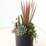 Dracaena and succulents arrangement
