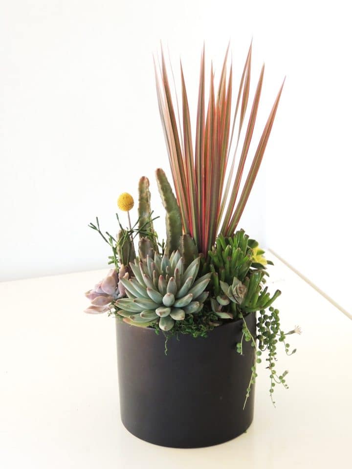 Dracaena and succulents arrangement