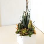 Aloe blue elf arrangement.