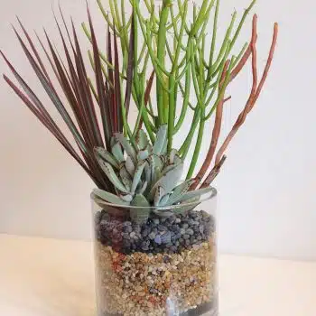 Terrarium-Style Plant Arrangement