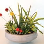 aloe in cement container