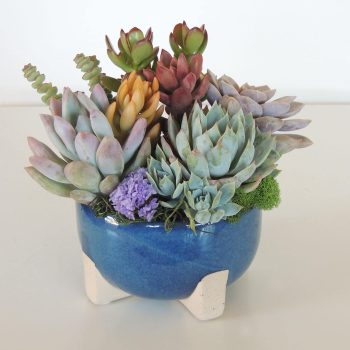 Succulent-arrangement-Tulum